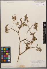 Foto von Salix wallichiana Andersson